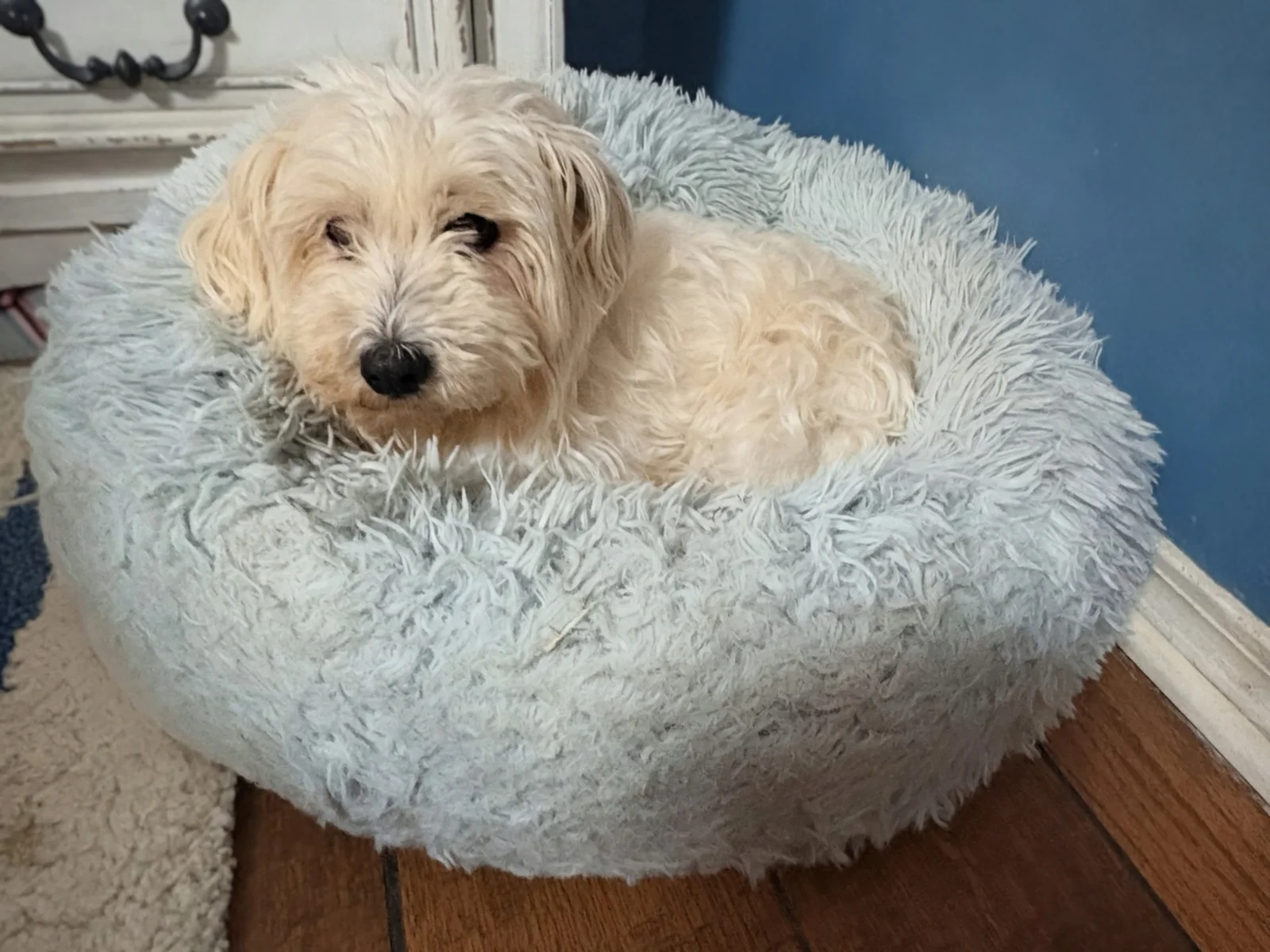 plush faux‑fur dog bed for medium and large dogs with raised edges