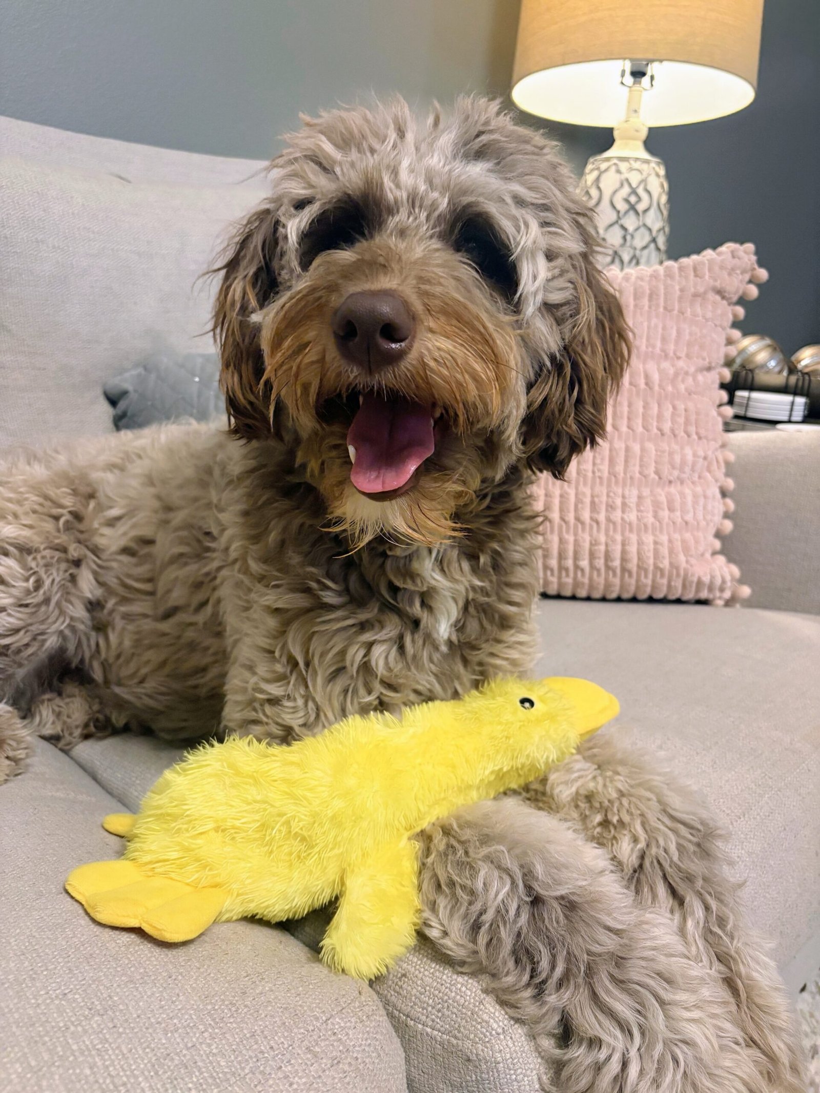 Fluffy Dog with yellow duck