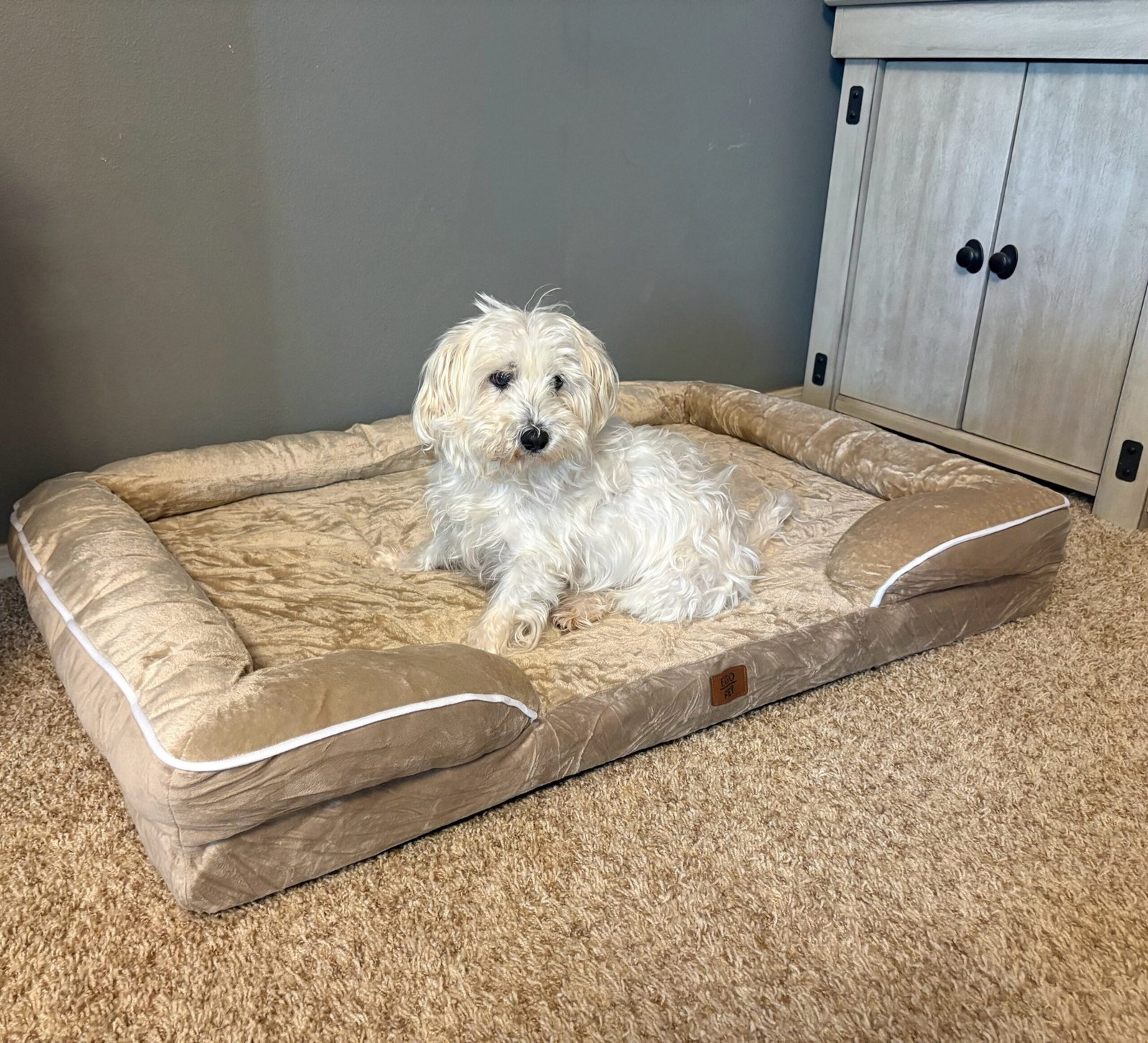 Maltese dog resting on a dog bed.